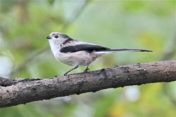 Long-tailed Tit Mizumoto Park Sun, 10/10/2021