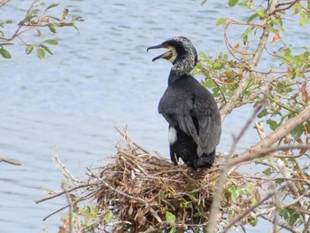 2021年10月10日(日) 勅使池(豊明市)の野鳥観察記録