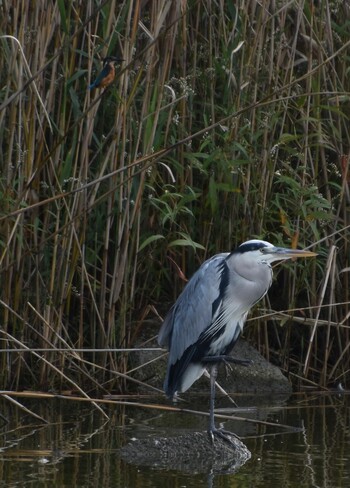 Grey Heron Toneri Park Sun, 10/10/2021