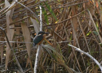 カワセミ 舎人公園 2021年10月10日(日)