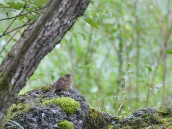 Meadow Bunting 十里木高原 Sun, 9/12/2021