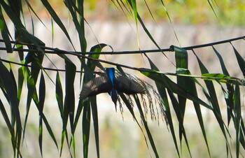 2021年10月10日(日) 千里南公園の野鳥観察記録