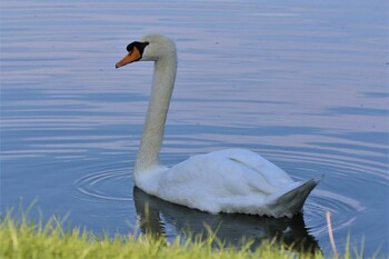 Mute Swan 兵庫県伊丹市 Sat, 10/9/2021