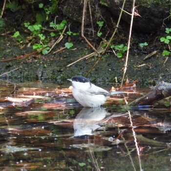 コガラ 支笏湖野鳥の森 2021年10月9日(土)