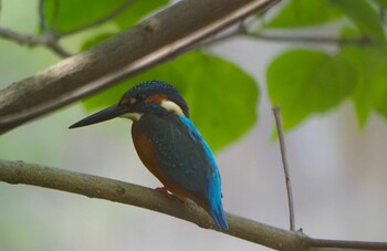 カワセミ 山田西公園 2021年10月10日(日)