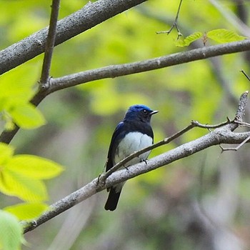 Blue-and-white Flycatcher 御岳山、御岳山神社 Fri, 4/28/2017