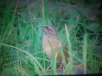 2021年10月10日(日) 馬見丘陵公園の野鳥観察記録