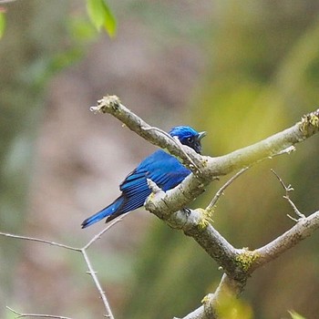 Blue-and-white Flycatcher 御岳山、御岳山神社 Fri, 4/28/2017