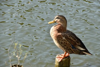 マガモ 舎人公園 2021年10月10日(日)