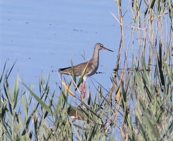 Common Redshank Osaka Nanko Bird Sanctuary Sun, 10/10/2021