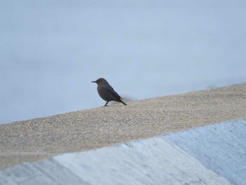 Blue Rock Thrush 習志野親水護岸 Sun, 10/10/2021