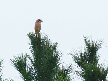 Bull-headed Shrike 習志野親水護岸 Sun, 10/10/2021