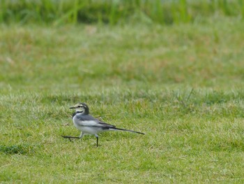 White Wagtail 習志野親水護岸 Sun, 10/10/2021