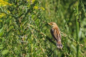 Sun, 10/10/2021 Birding report at 狭山池