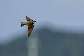 ショウドウツバメ 山口県立きらら浜自然観察公園 2021年10月9日(土)