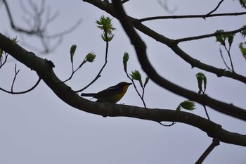 キビタキ 早戸川林道 2017年4月28日(金)