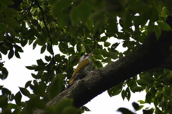 Sun, 10/10/2021 Birding report at 善福寺公園