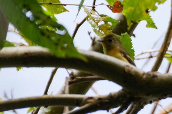 2021年10月10日(日) 宮城沢林道(札幌市西区)の野鳥観察記録