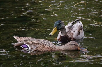 マガモ 五天山公園(札幌市西区) 2021年10月10日(日)