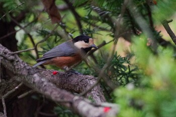 2021年10月10日(日) 福井緑地(札幌市西区)の野鳥観察記録