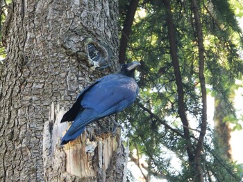 2021年10月10日(日) 服部緑地の野鳥観察記録