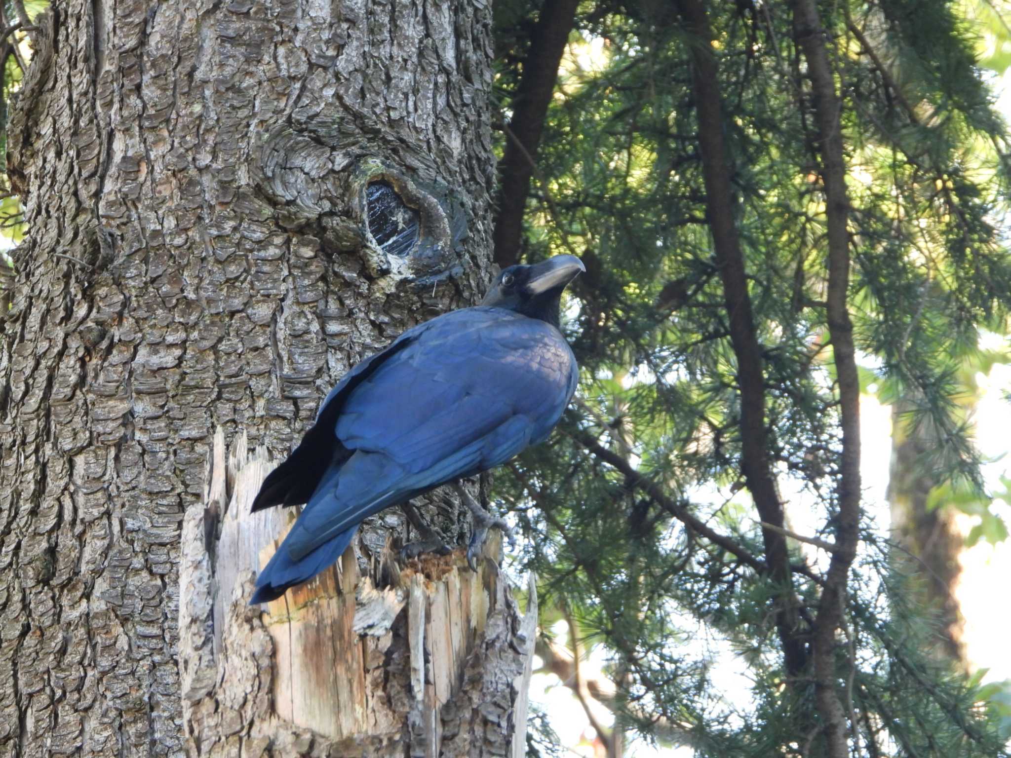 服部緑地 ハシブトガラスの写真