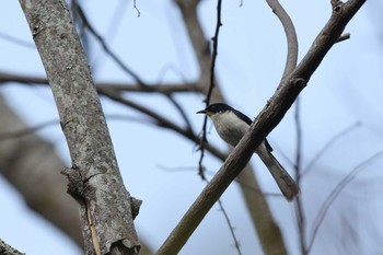 Dark-backed Sibia