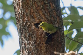 Warbling White-eye 錦織公園 Sun, 10/10/2021