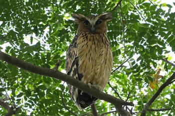 Buffy Fish Owl Pasir Ris Park (Singapore) Sun, 10/10/2021