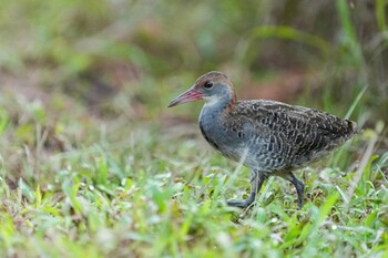 Slaty-breasted Rail