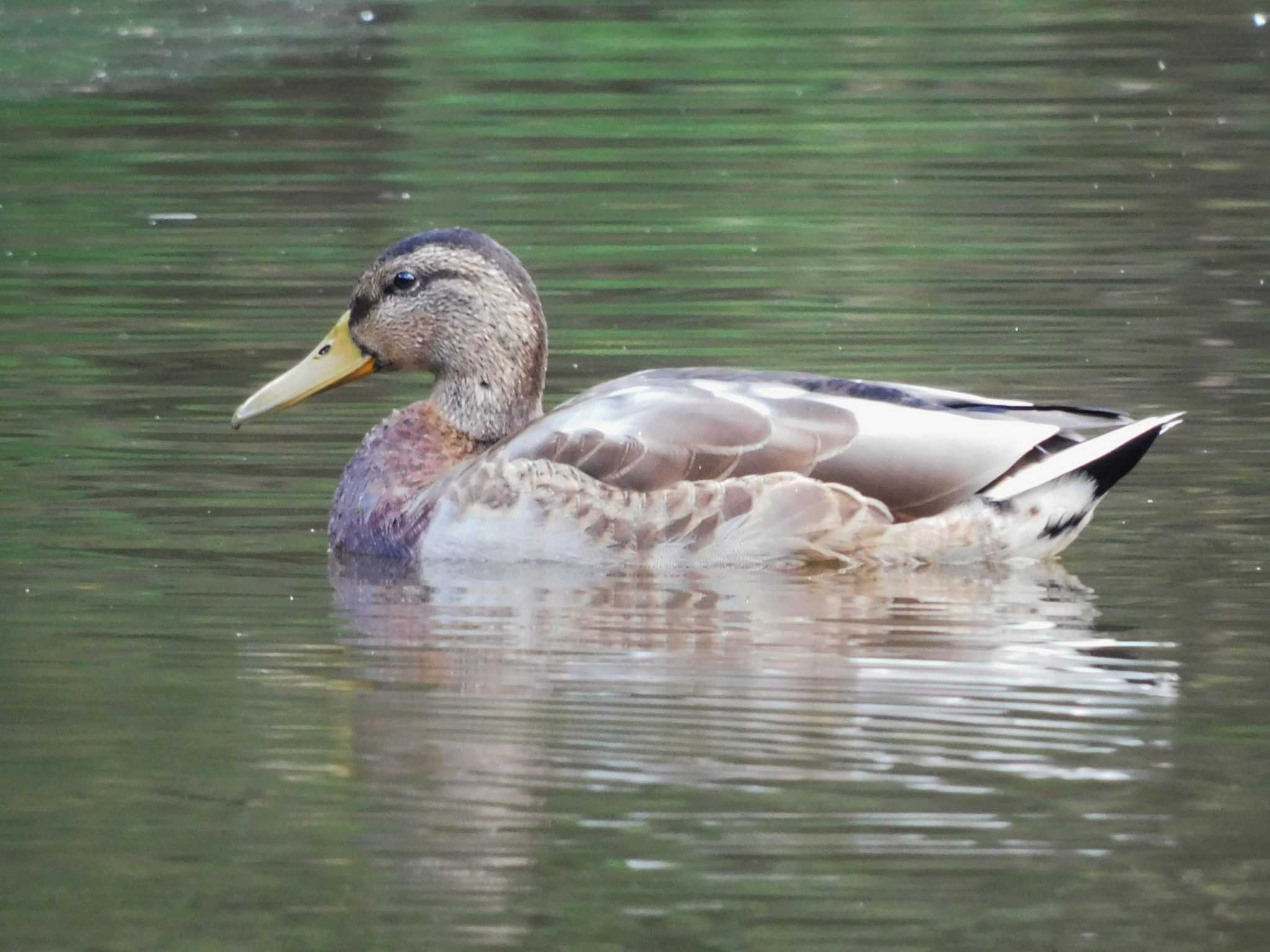 秋ヶ瀬公園(ピクニックの森) マガモの写真 by ウタさんぽ