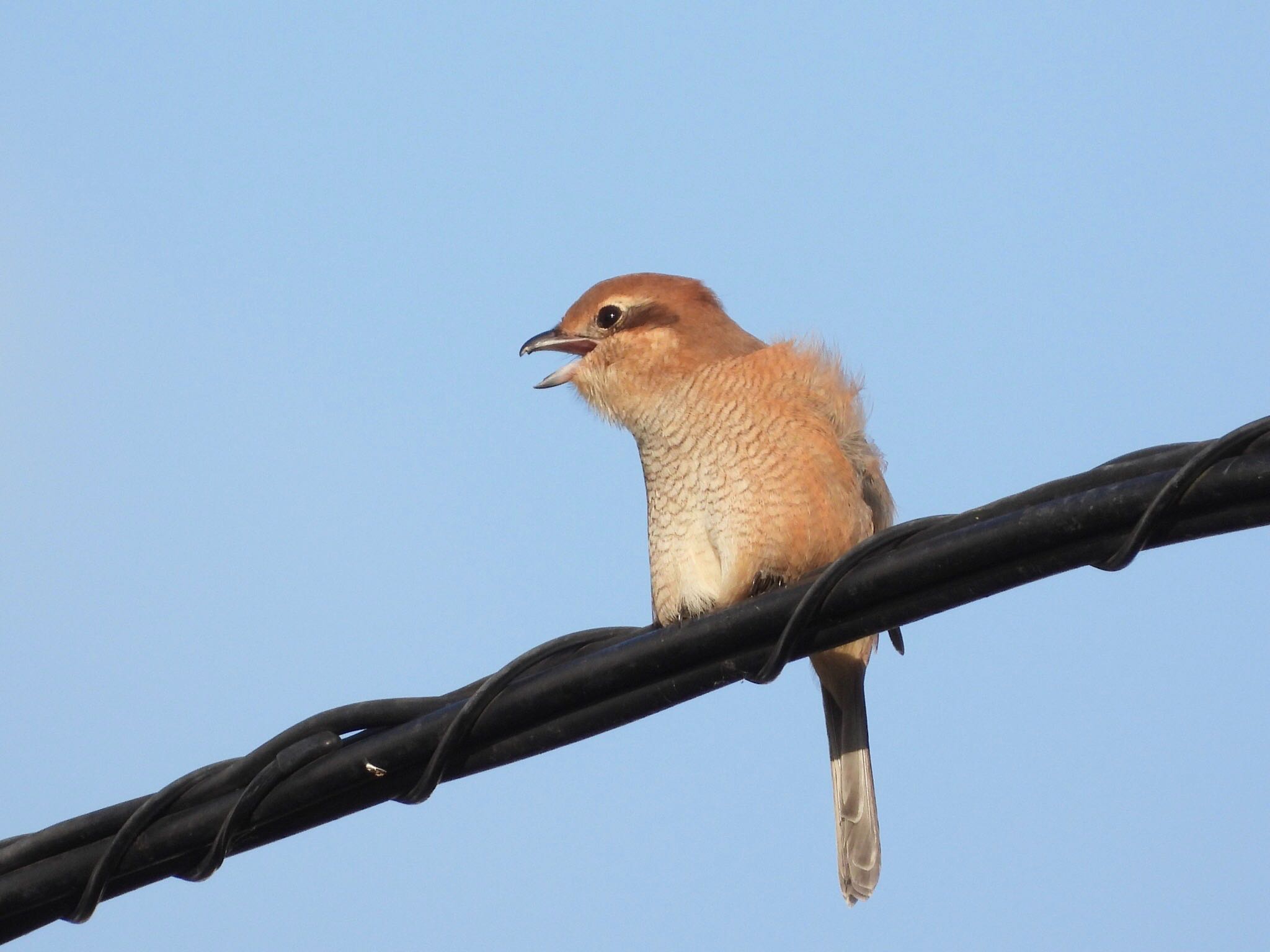 モズの高鳴き