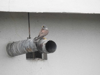 Common Kestrel 谷中湖 Sat, 4/22/2017