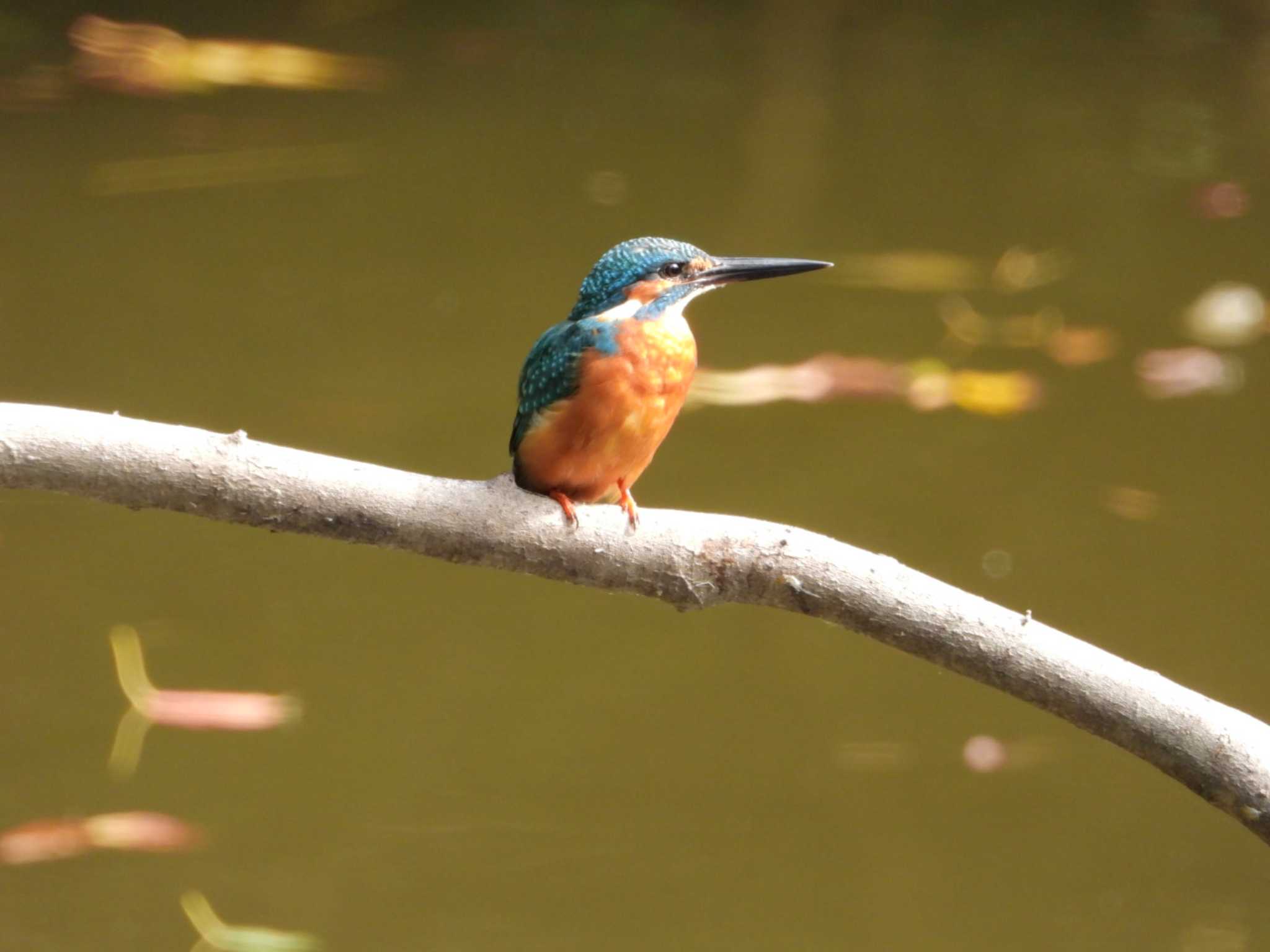 四ッ池公園 カワセミの写真 by ひょっこ