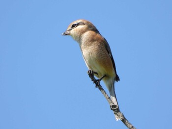 2021年10月3日(日) 遠州灘海浜公園の野鳥観察記録