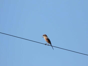 Bull-headed Shrike 遠州灘海浜公園 Sun, 10/3/2021