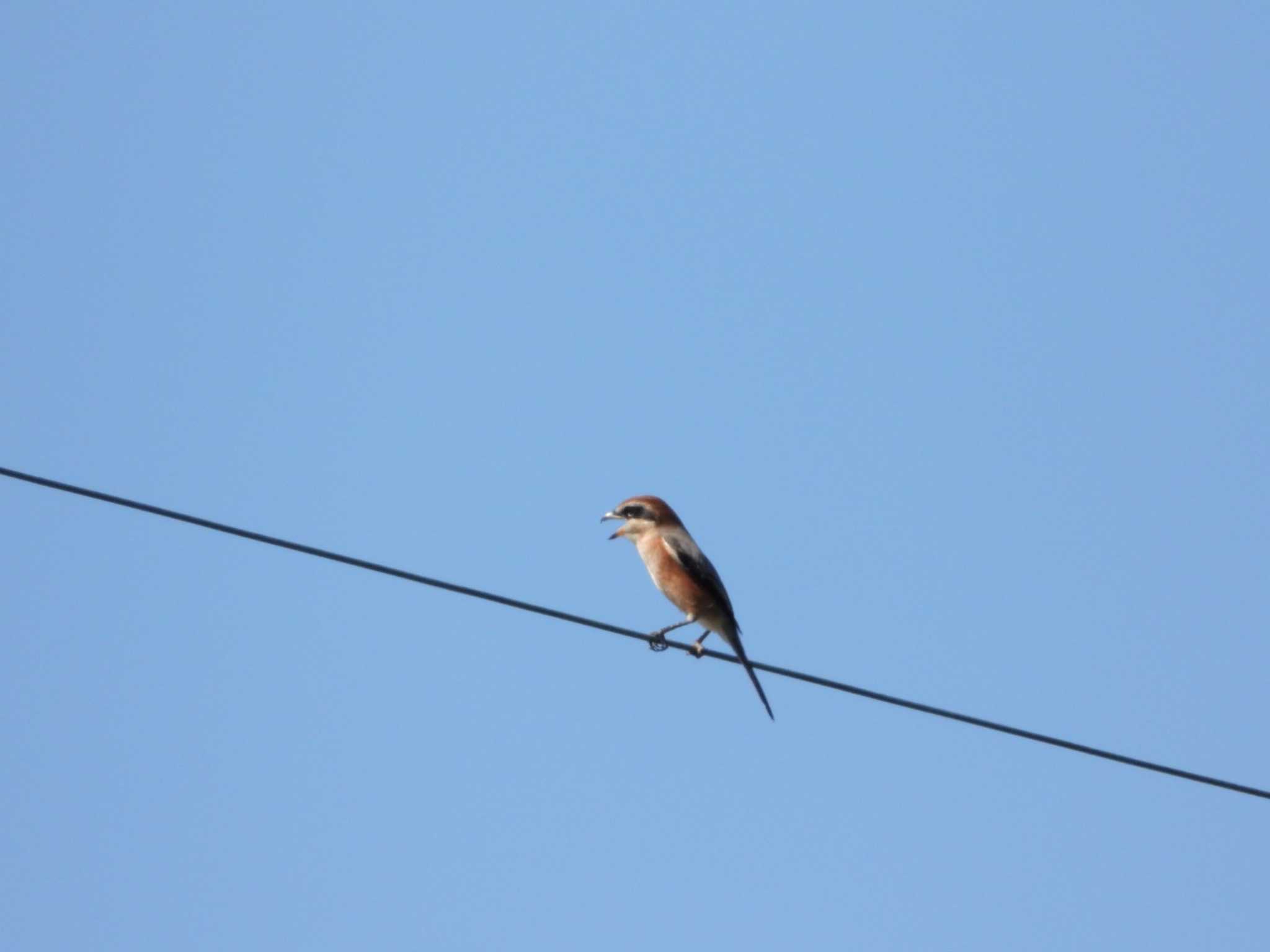 Photo of Bull-headed Shrike at 遠州灘海浜公園 by ひょっこ