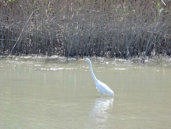 Great Egret 遠州灘海浜公園 Sun, 10/3/2021