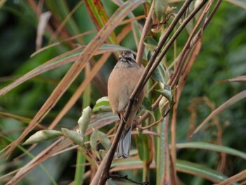 Sat, 10/9/2021 Birding report at Cape Irago