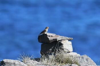 Sun, 10/10/2021 Birding report at Hegura Island