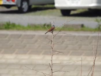 ホオジロ 谷中湖 2017年4月22日(土)