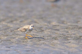 ソリハシシギ ふなばし三番瀬海浜公園 2021年10月10日(日)