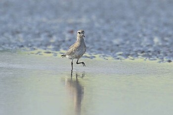 ダイゼン ふなばし三番瀬海浜公園 2021年10月10日(日)