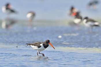 ミヤコドリ ふなばし三番瀬海浜公園 2021年10月10日(日)