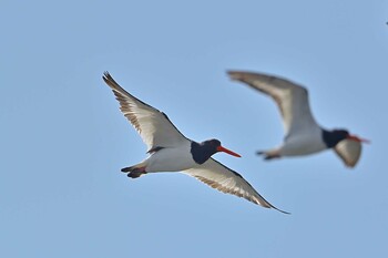 ミヤコドリ ふなばし三番瀬海浜公園 2021年10月10日(日)