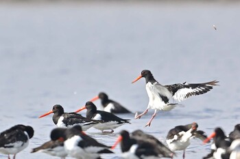 ミヤコドリ ふなばし三番瀬海浜公園 2021年10月10日(日)