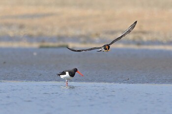 ミヤコドリ ふなばし三番瀬海浜公園 2021年10月10日(日)