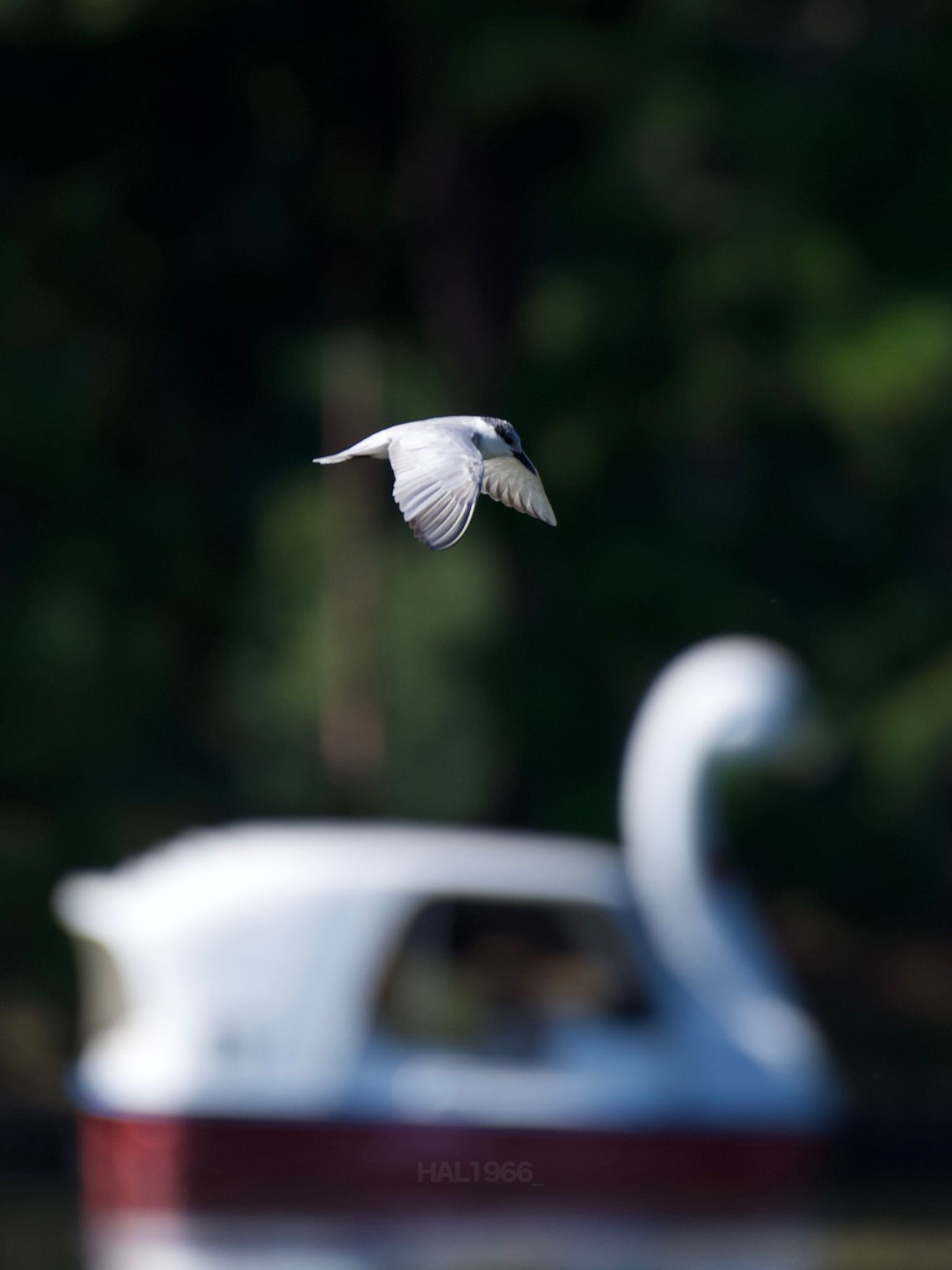 大濠公園 クロハラアジサシの写真