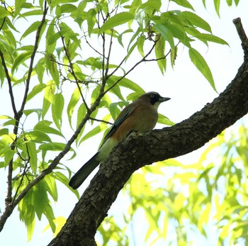 カケス 秋ヶ瀬公園 こどもの森 2017年4月28日(金)