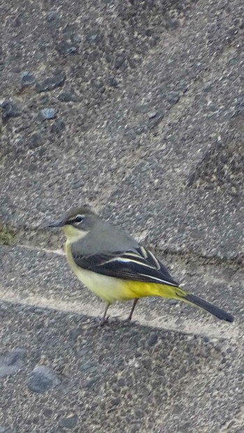 2021年10月6日(水) 多摩川の野鳥観察記録